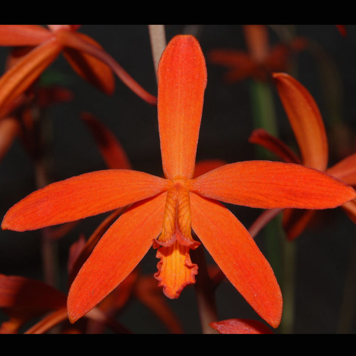 Cattleya milleri