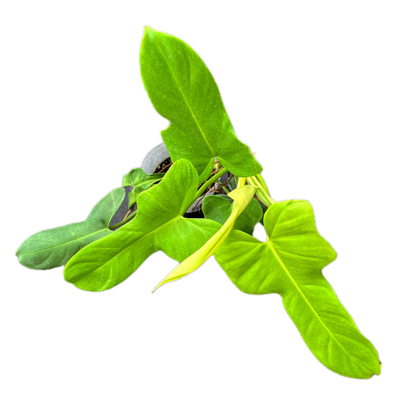 Philodendron bipennifolium gold violin