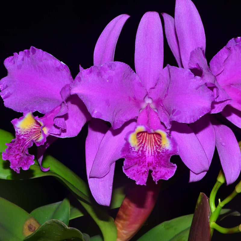 Cattleya lueddemanniana