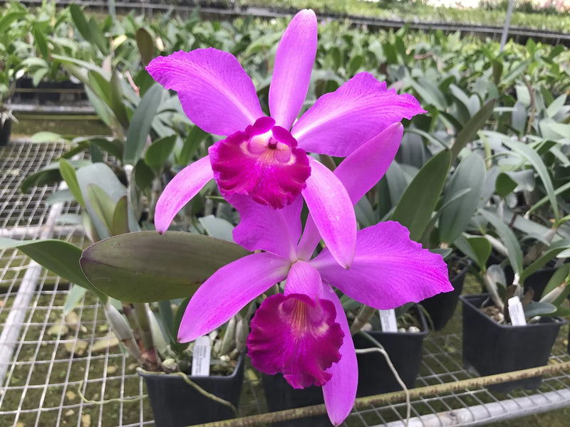 Cattleya Mainau-Zauber