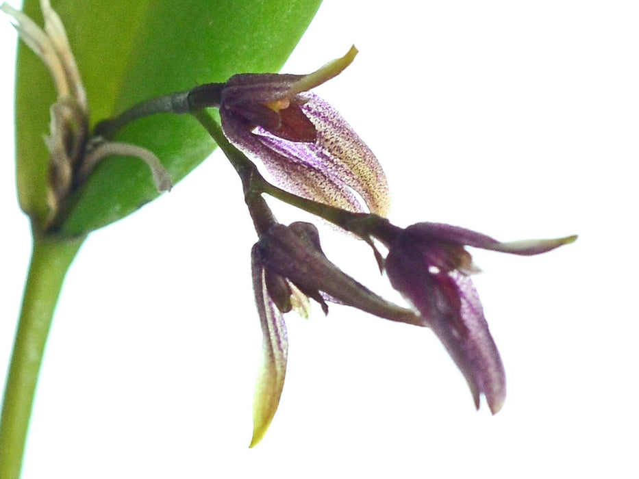 Acianthera pubescens