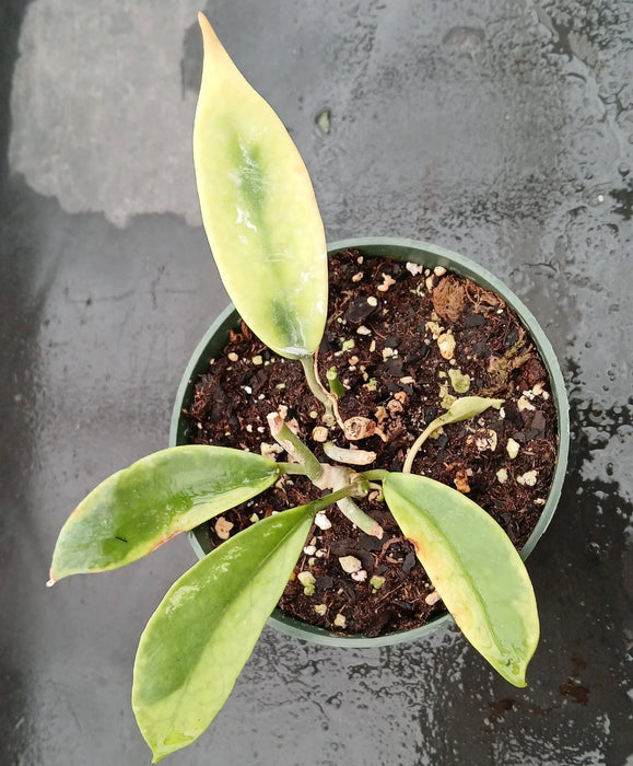 Hoya diversifolia albomarginata