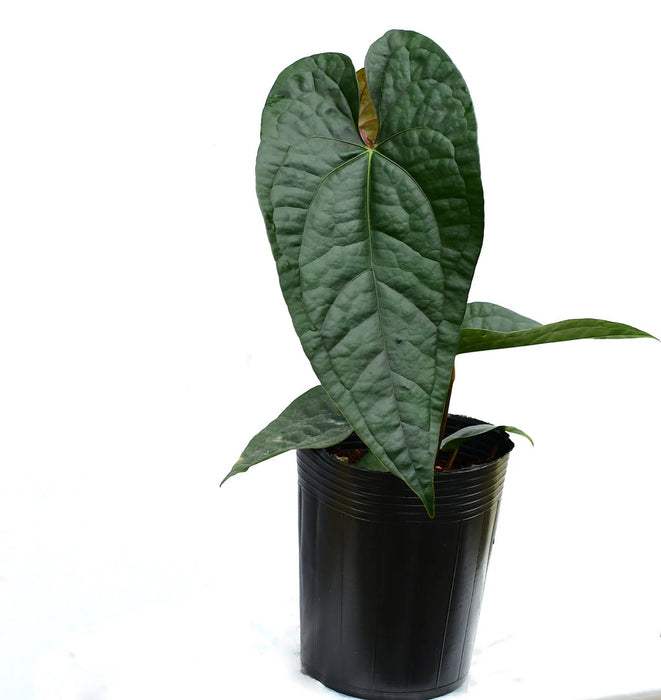 Anthurium Jungle Boy