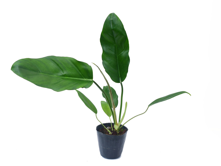 Philodendron esmeraldense x Philodendron tortum