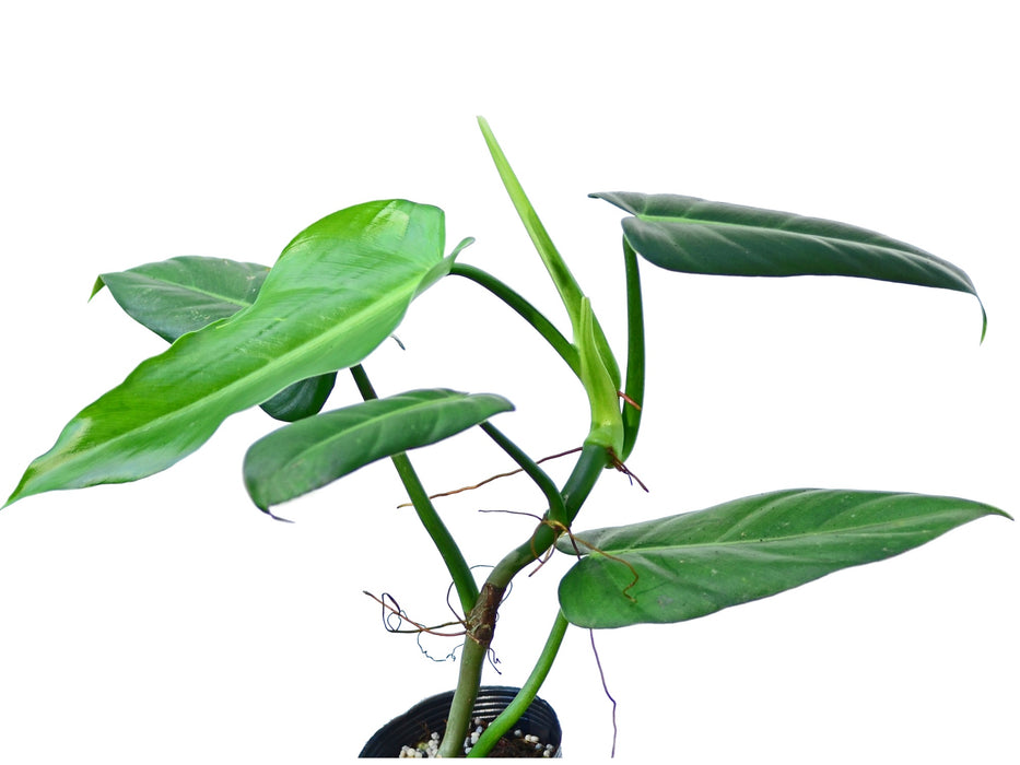 Philodendron lehmannii 1