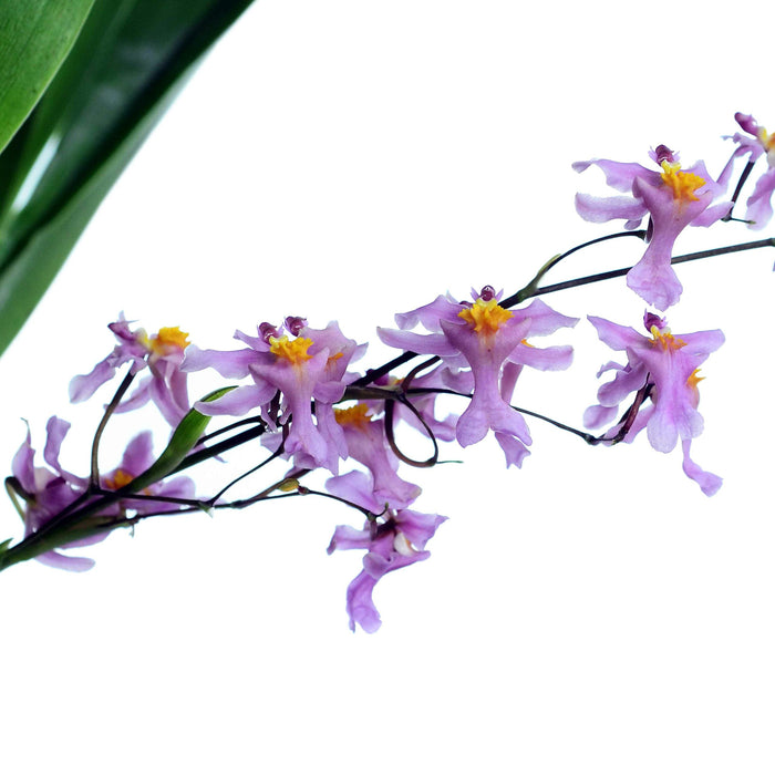 Oncidium sotoanum