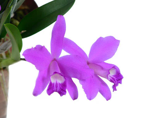 Laelia sincorana