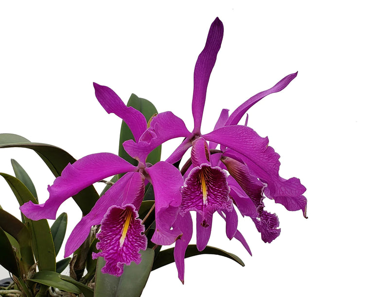 Cattleya maxima
