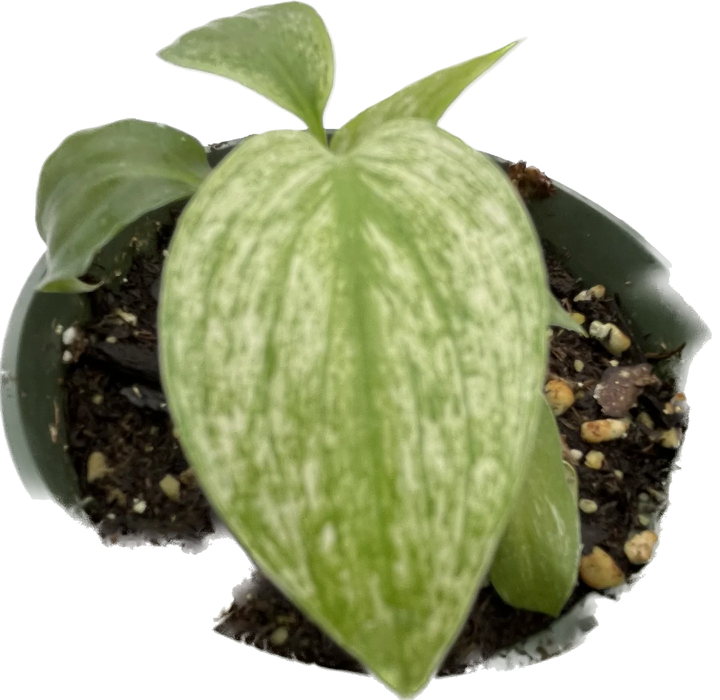 Spathiphyllum Gaint Green