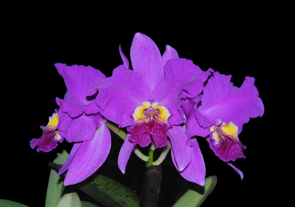 Cattleya lueddemanniana Rombito x 013