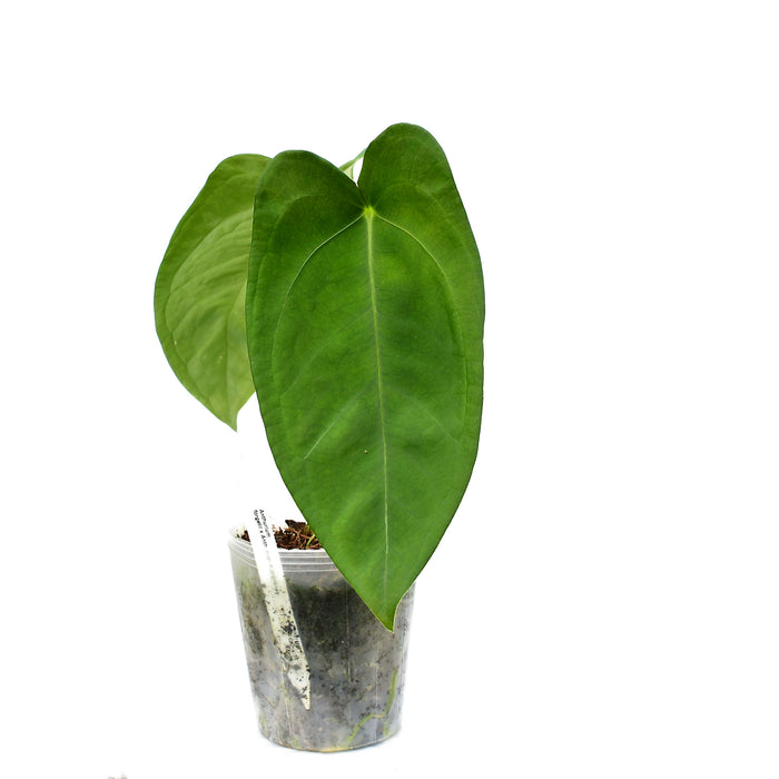 Anthurium forgetii x Anthurium moronense