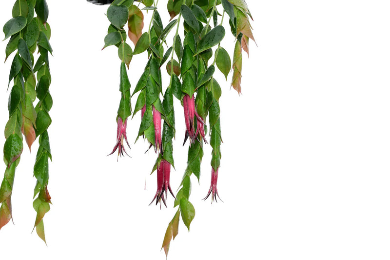 Ceratostema gualaquizensis