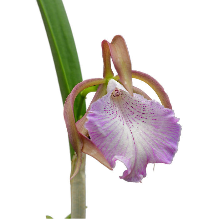 Brassocattleya Ecuagenera