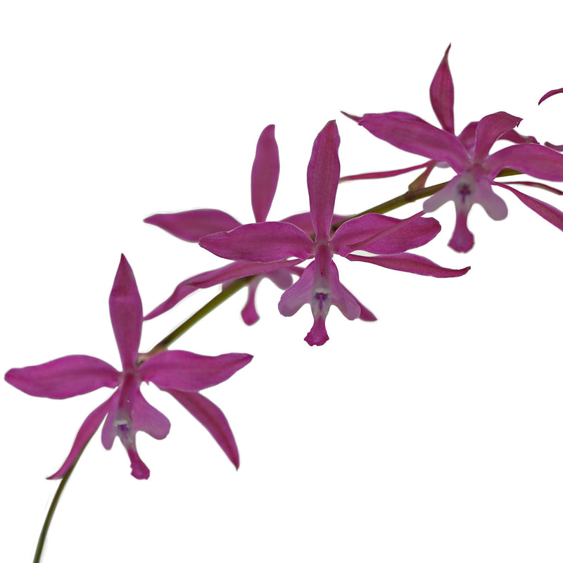 Oncidium beyrodtioides