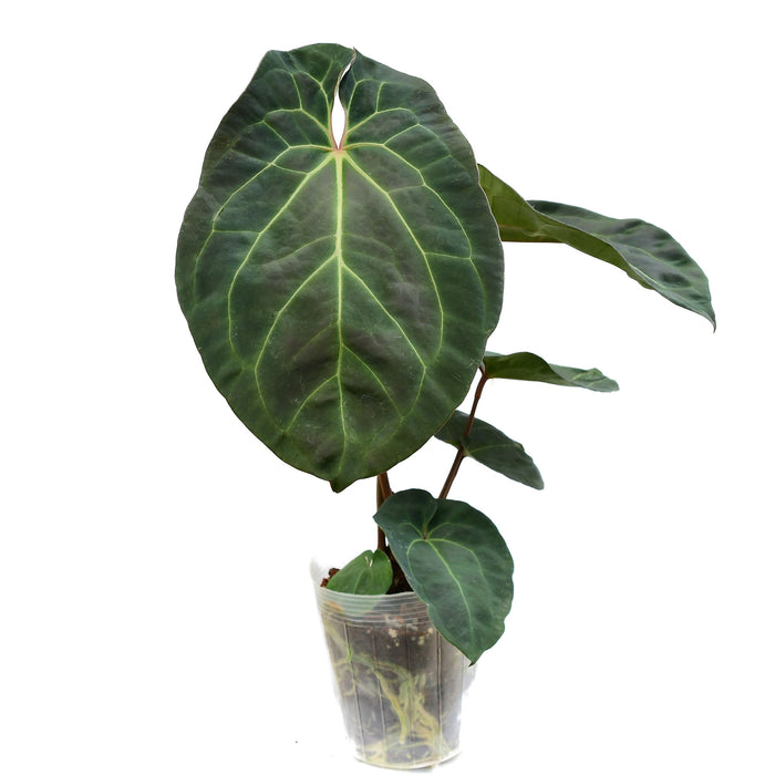 Anthurium Jungle Dreams x Anthurium besseae aff