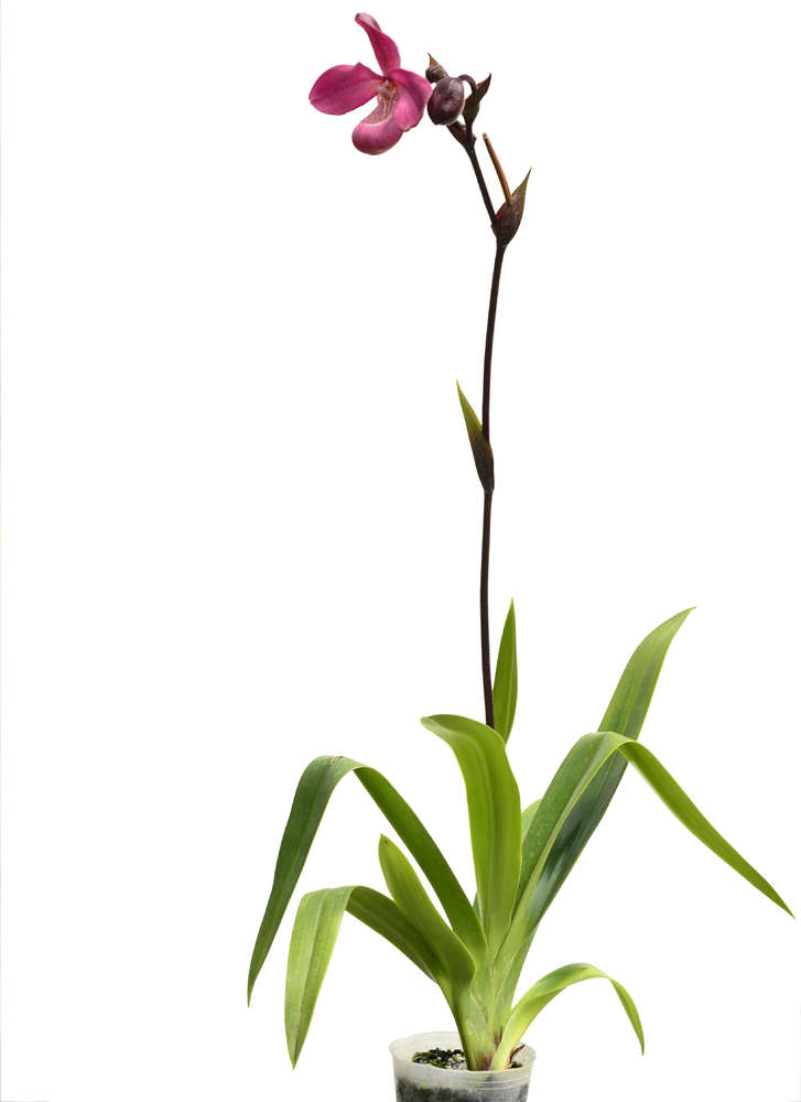 Phragmipedium Acker's Beauty