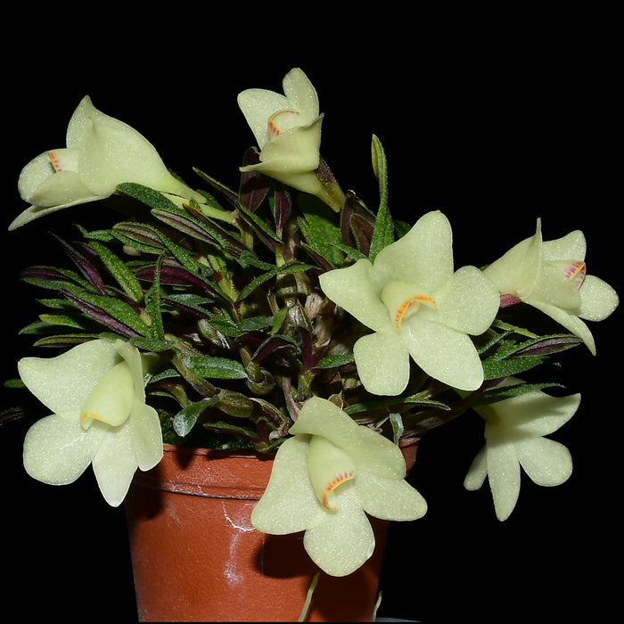 Dendrobium cuthbertsonii x white