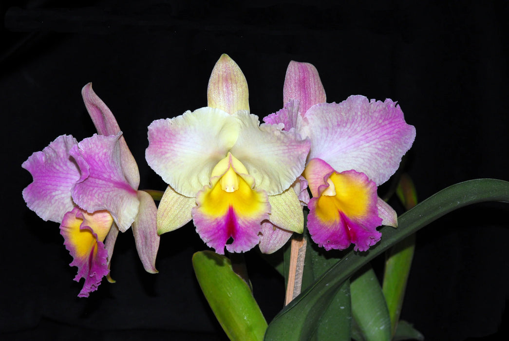 Rhyncholaeliocattleya Goldenzelle 'Lemon Chiffon'