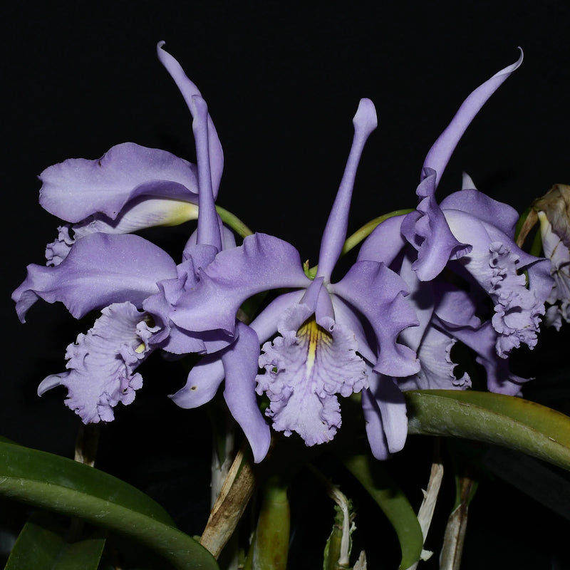 原種洋ラン　C. maxima coerulea sib Cattleya maxima var. coerulea × sib 2.5
