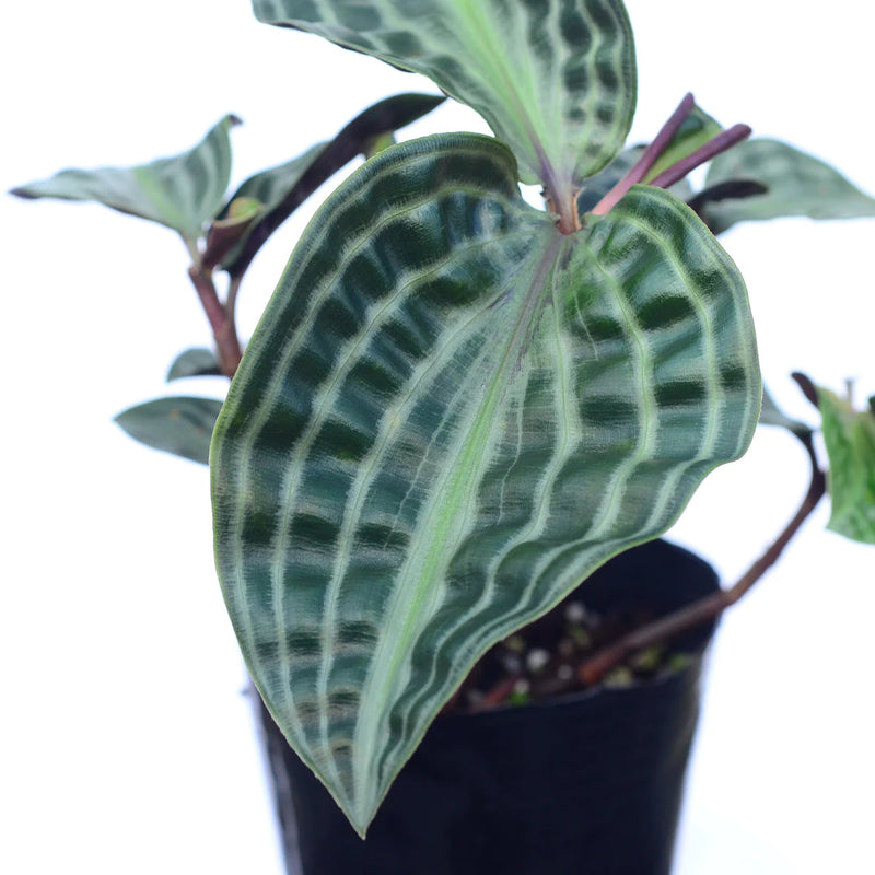 Geogenanthus poeppigii