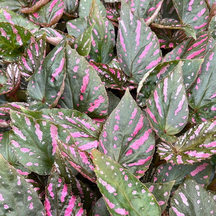 Begonia brevirimosa 'Exotica'