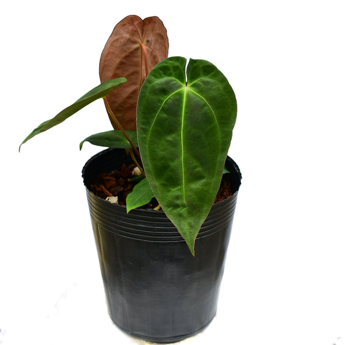 Anthurium Lavinia 'Inverse crossing'