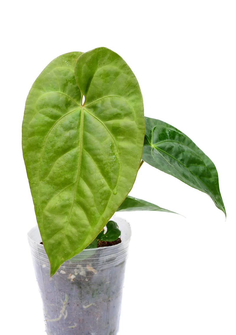 Anthurium Green Sapphire