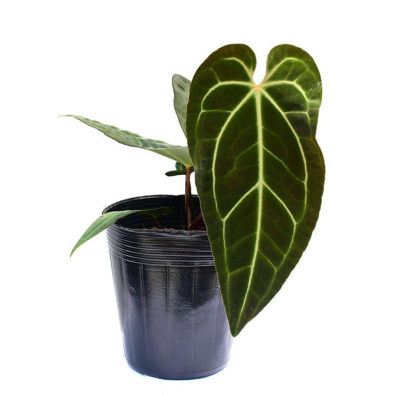 Anthurium Dr. Tom Croat