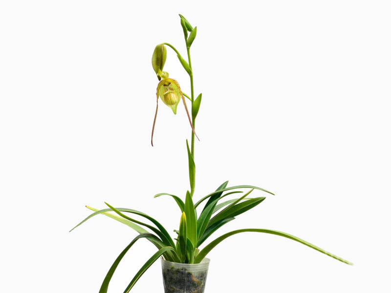 Phragmipedium Mini Grande