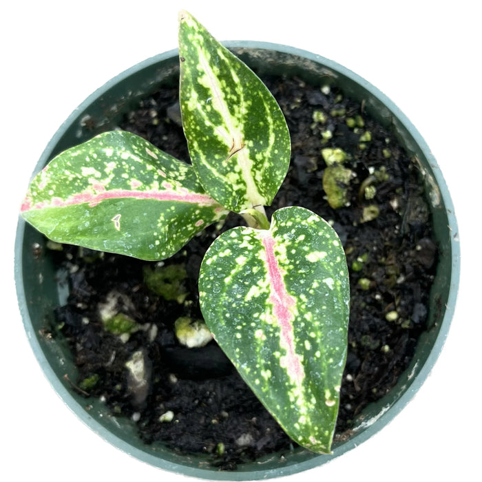 Aglaonema Pink Legacy