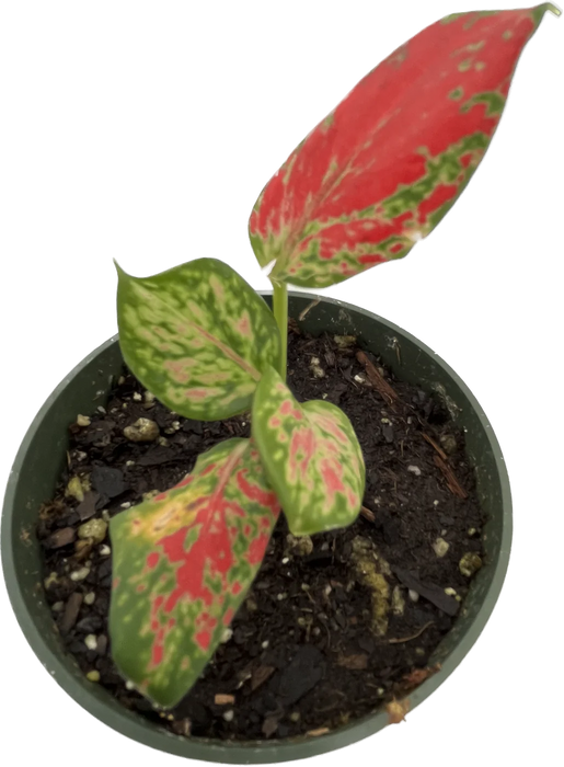 Aglaonema 'Fugui Red'