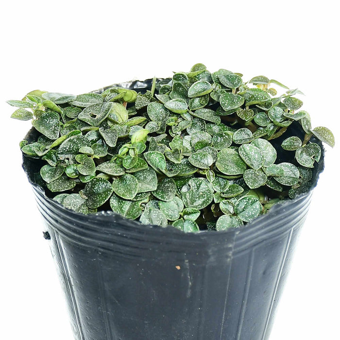 Peperomia antoniana