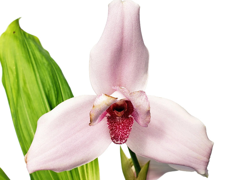 Lycaste guatemalensis