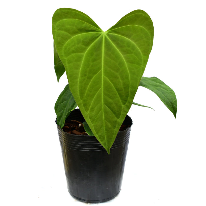 Anthurium Yasuni Heart x Anthurium papillilaminum