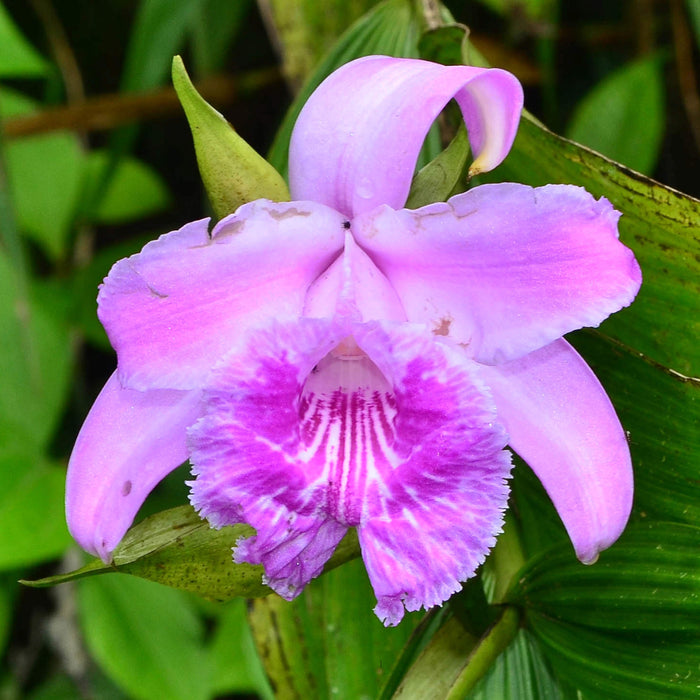 Sobralia rosea