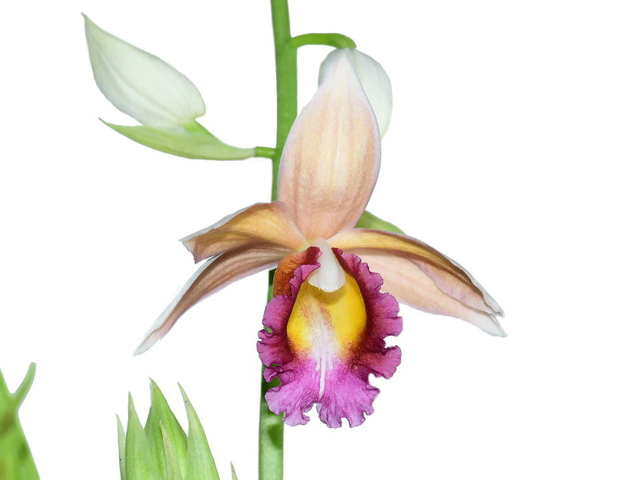 Phaius wallichii