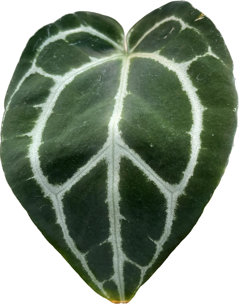 Anthurium crystallinum Silver (seedling) — Ecuagenera California