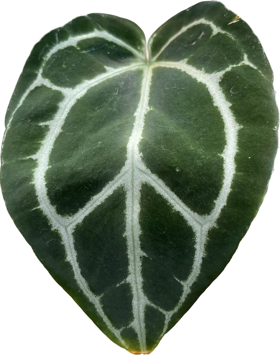 Anthurium crystallinum Silver (seedling)