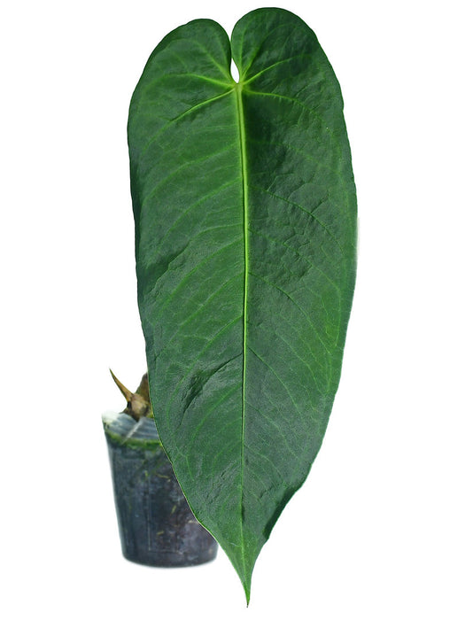 Anthurium cirinoi Velvet