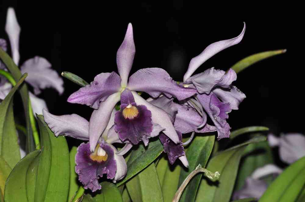 Laeliocattleya Canhamiana coerulea Azure Sky