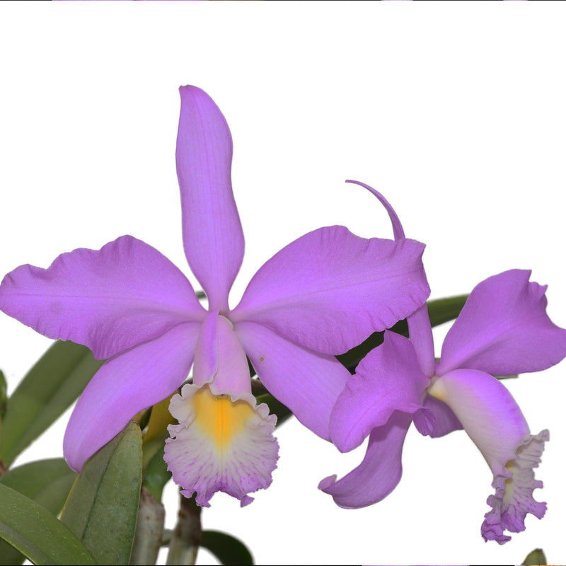 Cattleya Miss Endicott