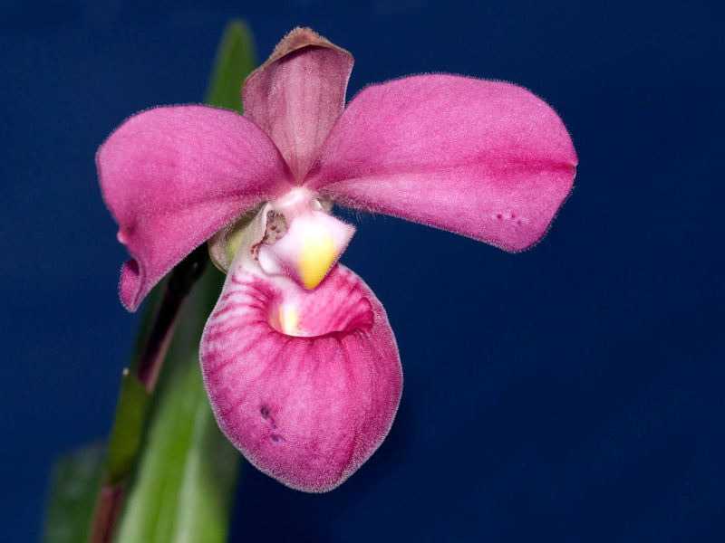 Phragmipedium Eumelia Arias