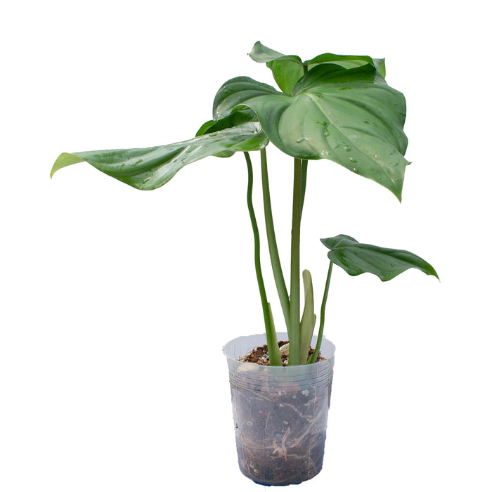 Philodendron Free Bird