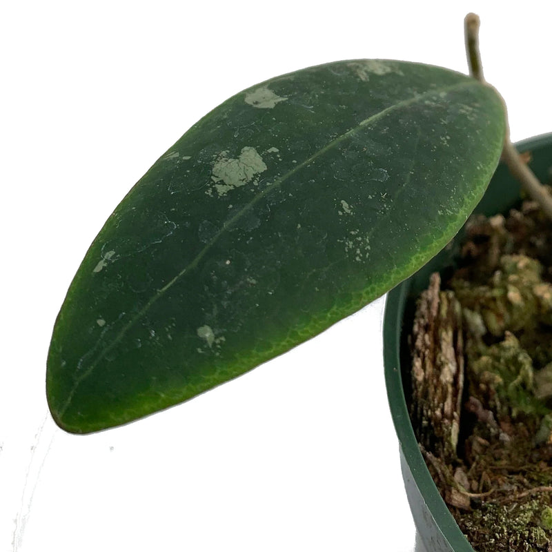 Hoya aff Rintzii Borneo