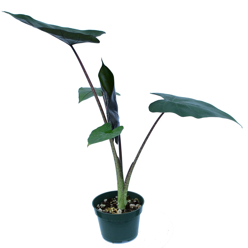 Alocasia Metalhead