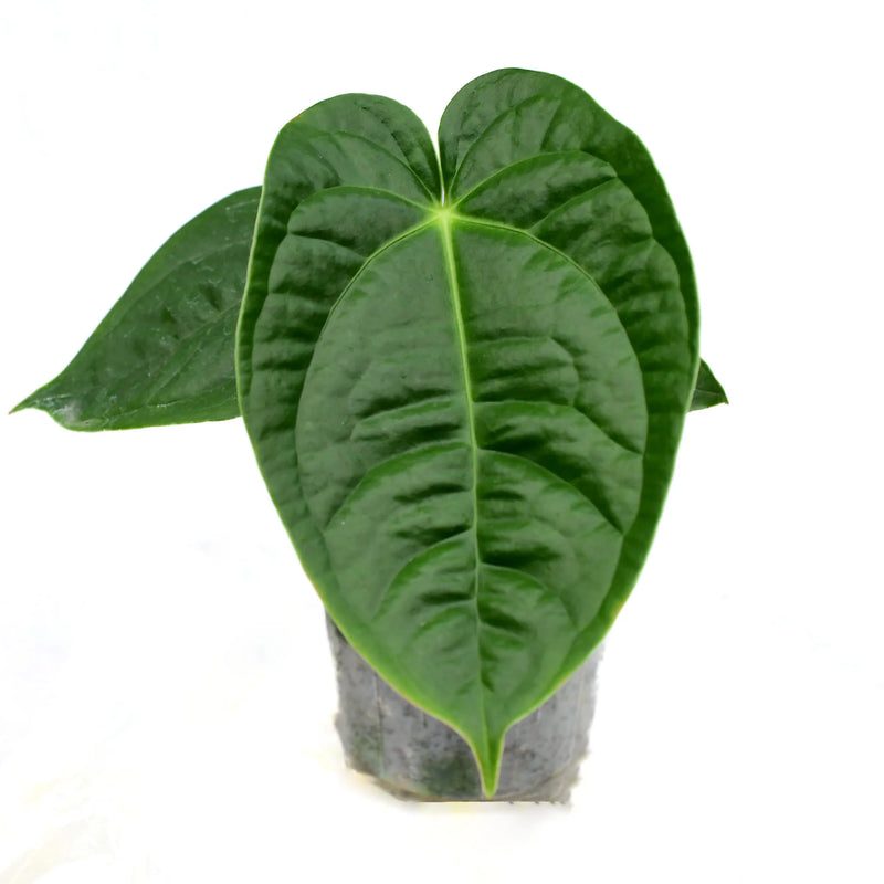 Anthurium Royal Corrugata