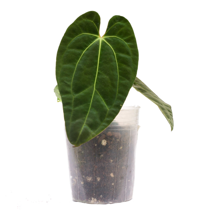 Anthurium besseae aff x Anthurium papillilaminum