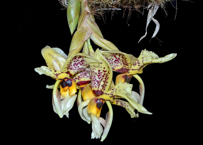 Stanhopea tigrina