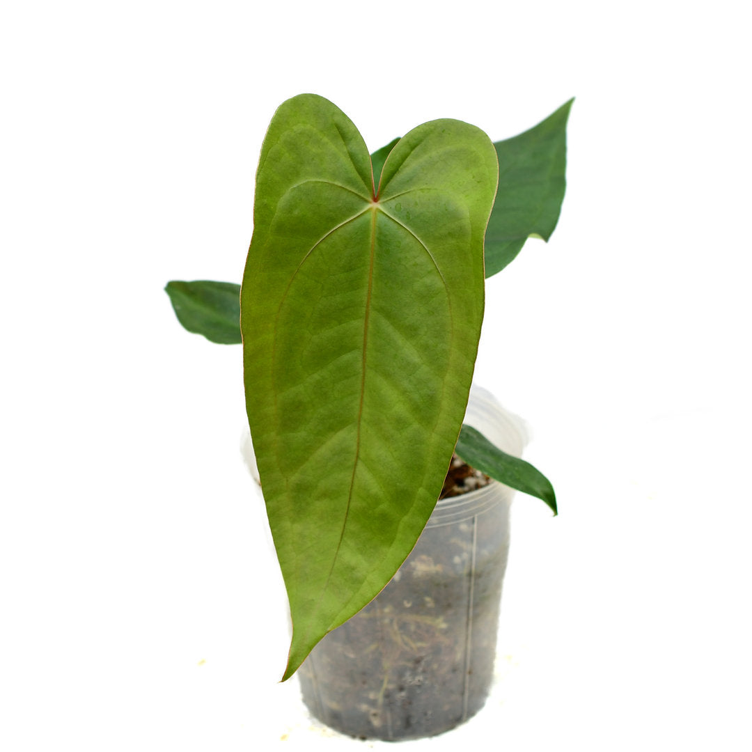 Anthurium Happy Bunny Anthurium Happy Bunny 'Inverse crossing'