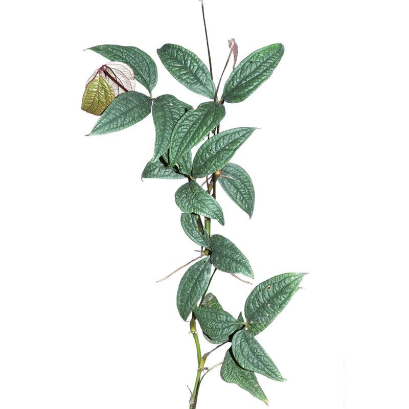 Anthurium arisaemoides